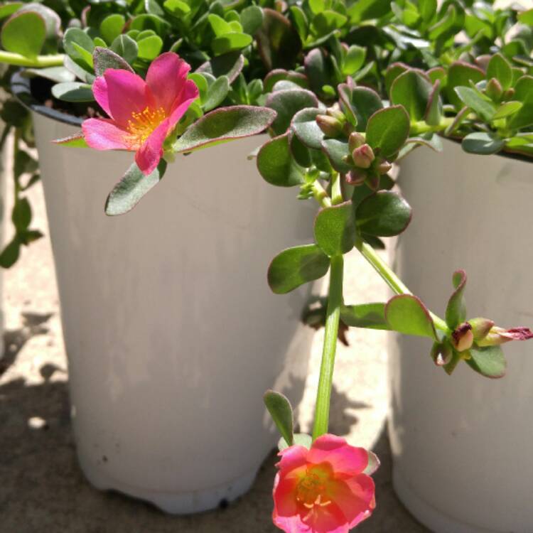 Plant image Portulaca amilis