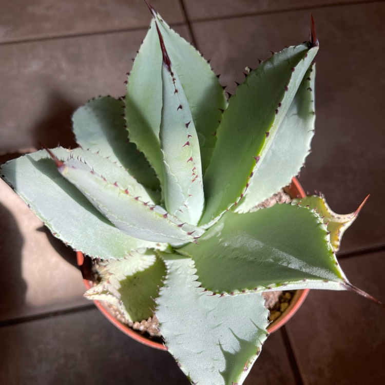 Plant image Agave Pygmae