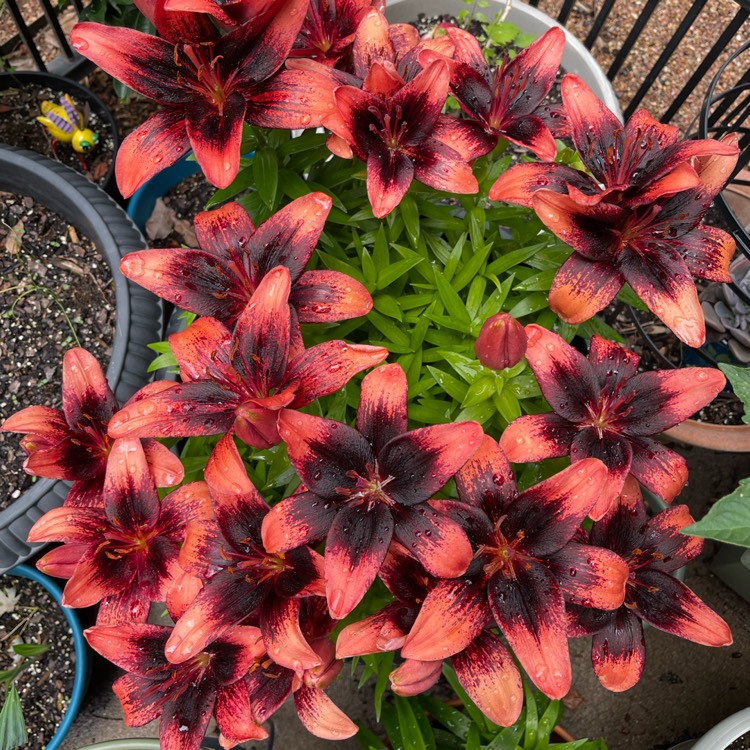 Plant image Lilium 'Tiny Shadow'