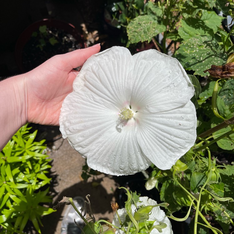 Plant image Hibiscus moscheutos 'Lord Baltimore'