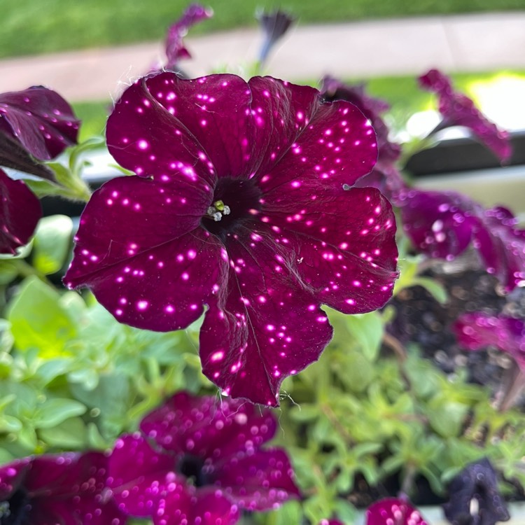 Plant image Petunia 'Kleph18389' syn. Petunia 'Starry Sky Burgundy', Petunia 'Headliner Starry Sky Burgundy'