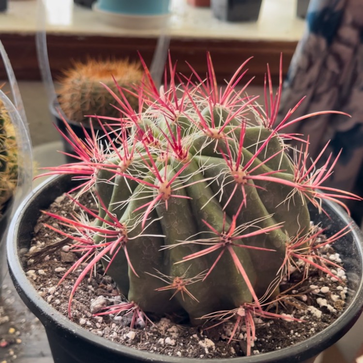 Plant image Ferocactus Stanesii syn. Ferocactus stainesii : Ferocactus pilosus ; Ferocactus pringlei