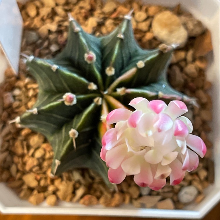 Plant image Gymnocalycium mihanovichii LB2178 'Agua Dulce'