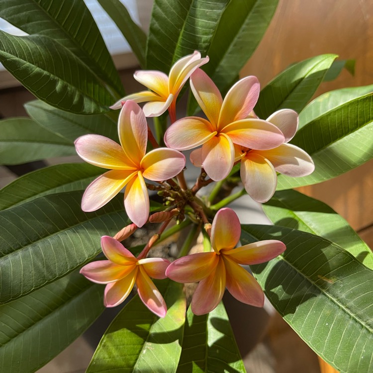 Plant image Plumeria 'Fruit Salad'