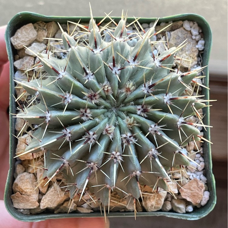 Plant image Notocactus Buiningii Syn. Parodia Buiningii