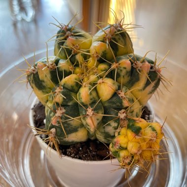 Gymnocalycium horstii Variegated