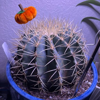 Ferocactus glaucescens