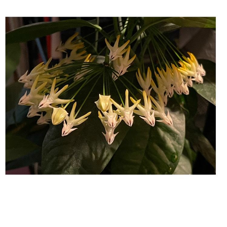 Plant image Hoya Multiflora