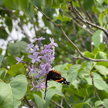 Californian Lilac