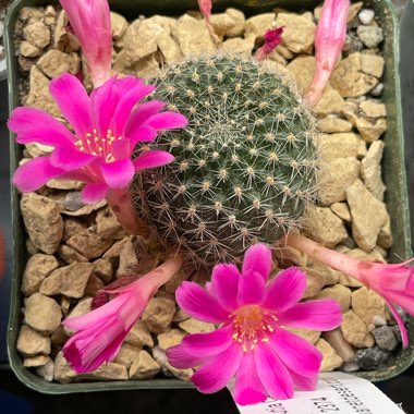 Barrel Cactus