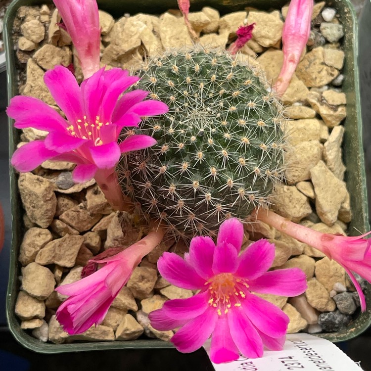 Plant image Rebutia 'Carnival'