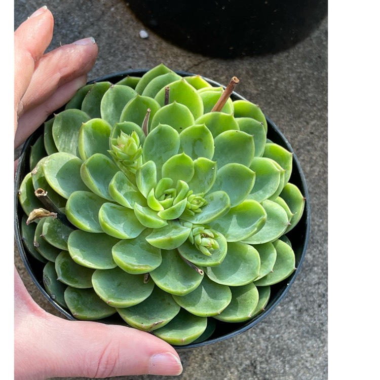 Plant image Echeveria Lime n Chile