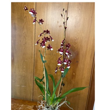 Oncidium Orchid 'Sharry Baby'