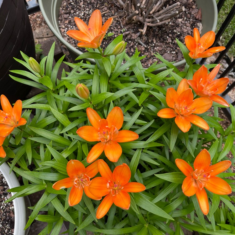 Plant image Lilium 'Apeldoorn'