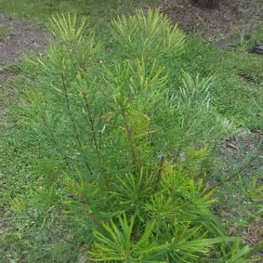 Grevillea 'Little Robyn'