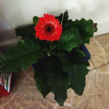 Gerbera Daisy