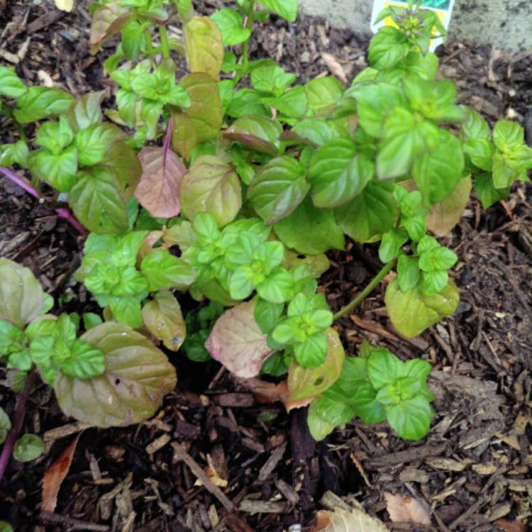 Plant image Mentha x piperita f. citrata 'Orange'