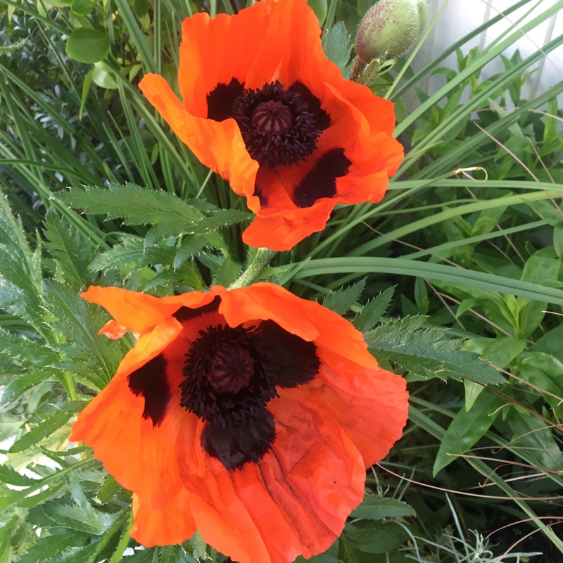 Plant image Papaver orientale 'Brilliant'