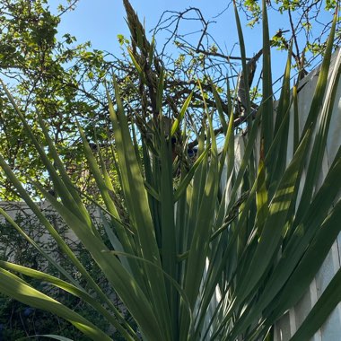 Cabbage Tree