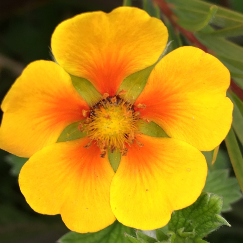 Plant image Potentilla atrosanguinea 'Argyrophylla'