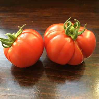 Solanum Lycopersicum 'Crimson Crush'