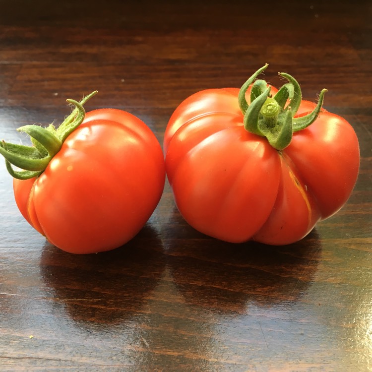 Plant image Solanum Lycopersicum 'Crimson Crush'