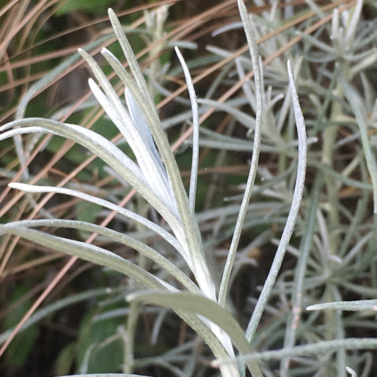 Plant image Helichrysum italicum 'Korma'