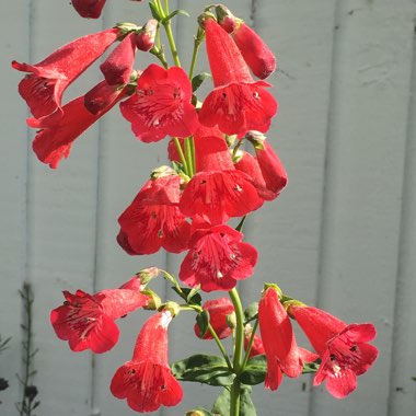 Penstemon 'King George v'