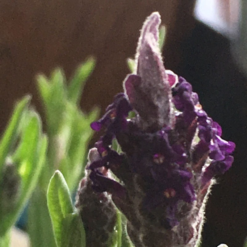 Lavandula stoechas