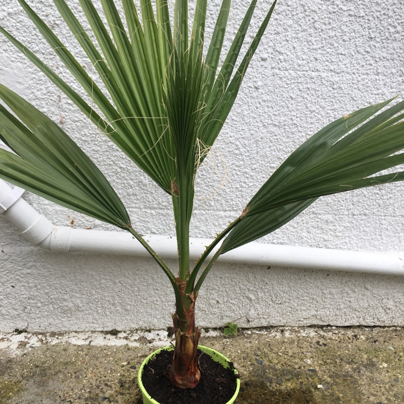 Washingtonia robusta