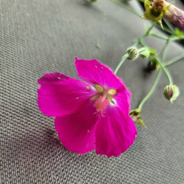 Plant image Callirhoe Involucrara