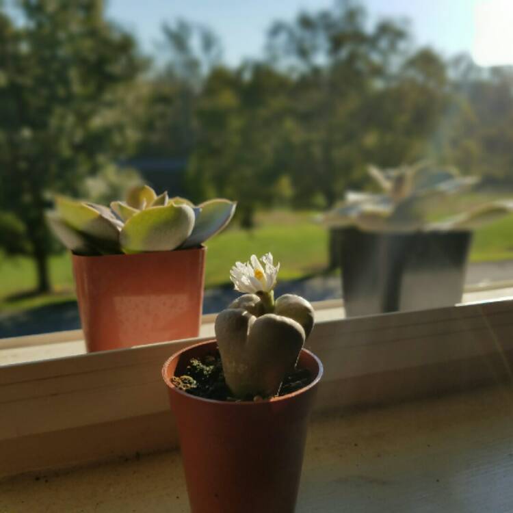 Plant image Lithops Marmorata