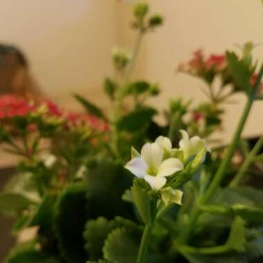 Kalanchoe blossfeldiana 'Tenorio'