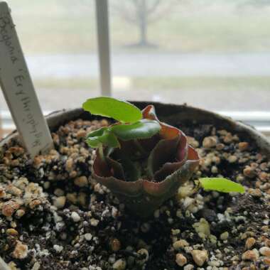 Begonia x erythrophylla