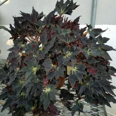 Begonia 'Black Fang'