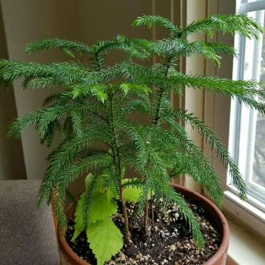 Araucaria heterophylla