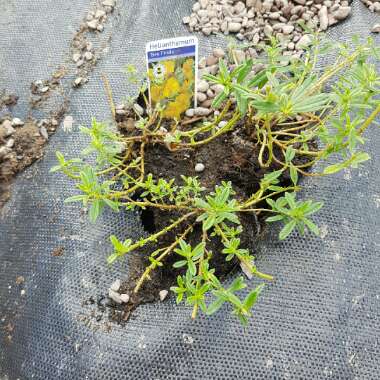 Rock Rose 'Ben Fhada'