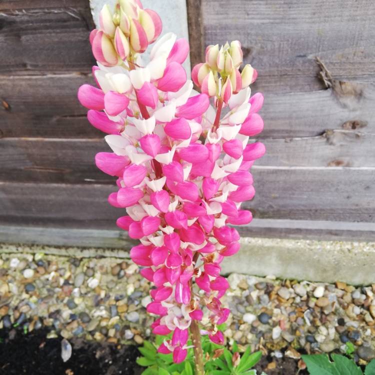 Plant image Lupinus 'Rachel De Thame'