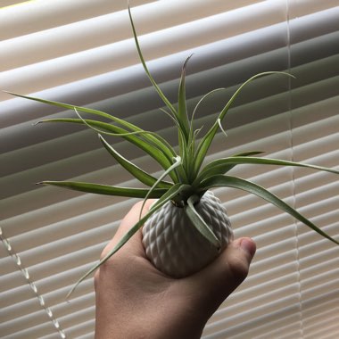 Airplant (Species) Tillandsia harrisii