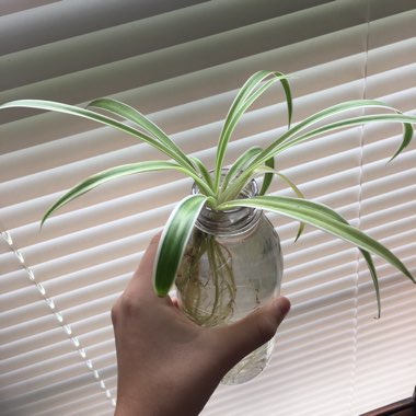 Spider Plant 'Bonnie'