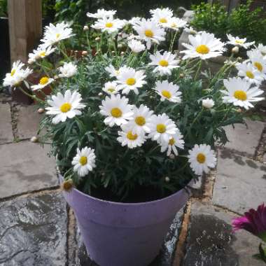 Argyranthemum 'Bonmadwitim'