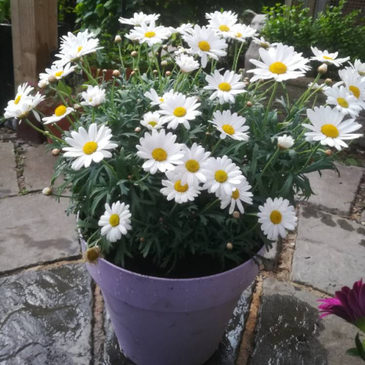 Plant image Argyranthemum 'Bonmadwitim'