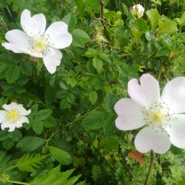 Rosa acicularis syn. Rosa korsakoviensis, Rosa moscovita, Rosa sichotealinensis, Rosa taquetii