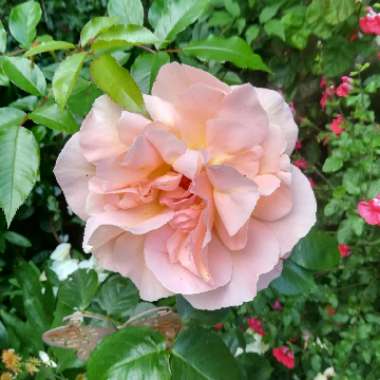 Rosa 'Schoolgirl'