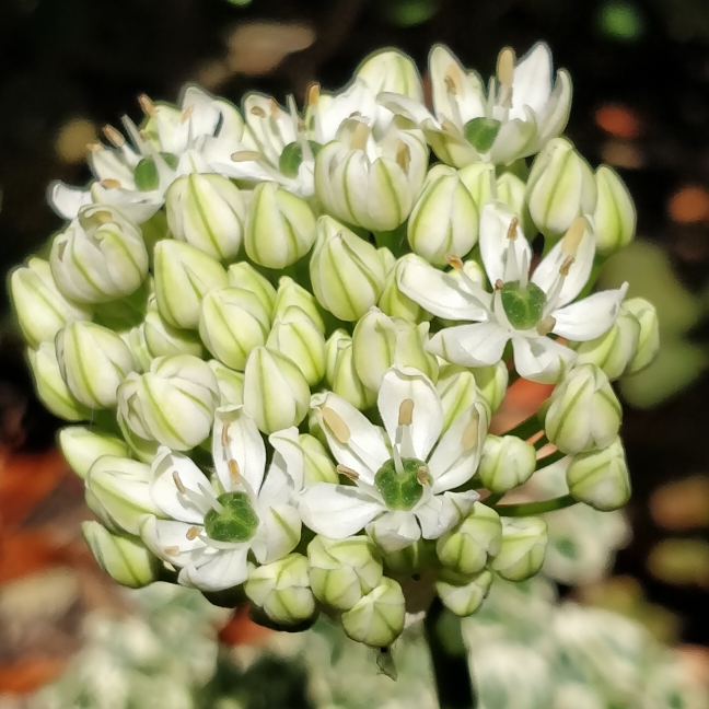 Plant image Triteleia hyacinthina