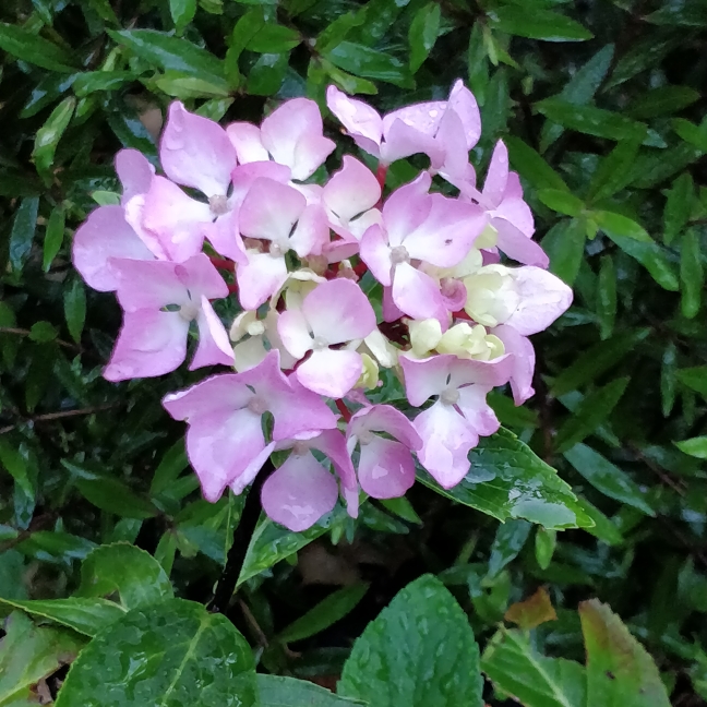 Plant image Hydrangea macrophylla 'Ayesha'