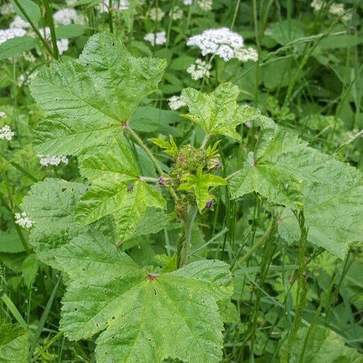 Plant image Malva sylvestris