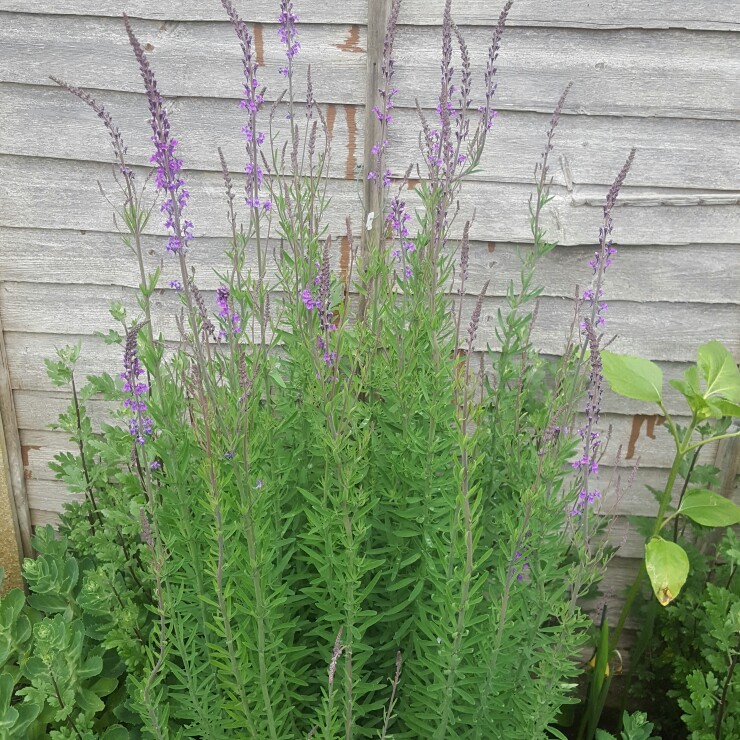 Plant image Linaria purpurea 'Canon Went'