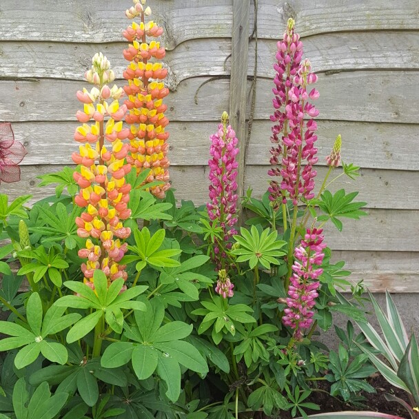 Plant image Lupinus 'Gladiator'