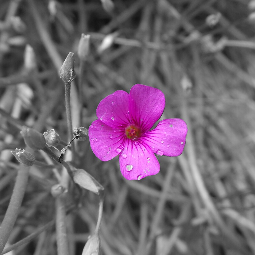 Plant image Oxalis articulata 'Liah'